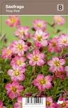PATJARIKKO PIXIE PINK - Muut perennat - 2010117300007 - 1