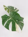PEIKONLEHTI THAI CONSTELLATION 12 CM - Peikonlehdet - 5708869400607 - 2