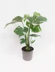 PEIKONLEHTI THAI CONSTELLATION 12 CM - Peikonlehdet - 5708869400607 - 1