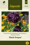 PIONIUNIKKO BLACK DRAGON - Muut kesäkukkien siemenet - 7332756286227 - 1