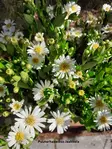 PURSUASTERI STARSHINE - Muut perennat - 2040068700007 - 1