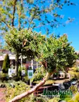 TARHAKATAJA BONSAI - Katajat - 2001440400007 - 1