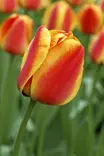 TULPPAANI APELDOORN´S ELITE 6 KPL/PSS - Tulppaanin sipulit - 8711148318767 - 1