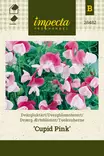 TUOKSUHERNE CUPID PINK - Muut kesäkukkien siemenet - 7332756284827 - 1