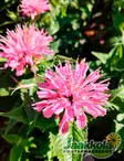 VÄRIMINTTU PINK FROSTING - Muut perennat - 2045340900007 - 1