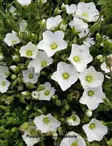VUORIARHO RONDA - Muut perennat - 2030945400007 - 1