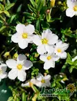 VUORIARHO RONDA - Muut perennat - 2030945400007 - 2