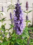 YRTTI-IISO BLACK ADDER - Muut perennat - 2093050600007 - 1