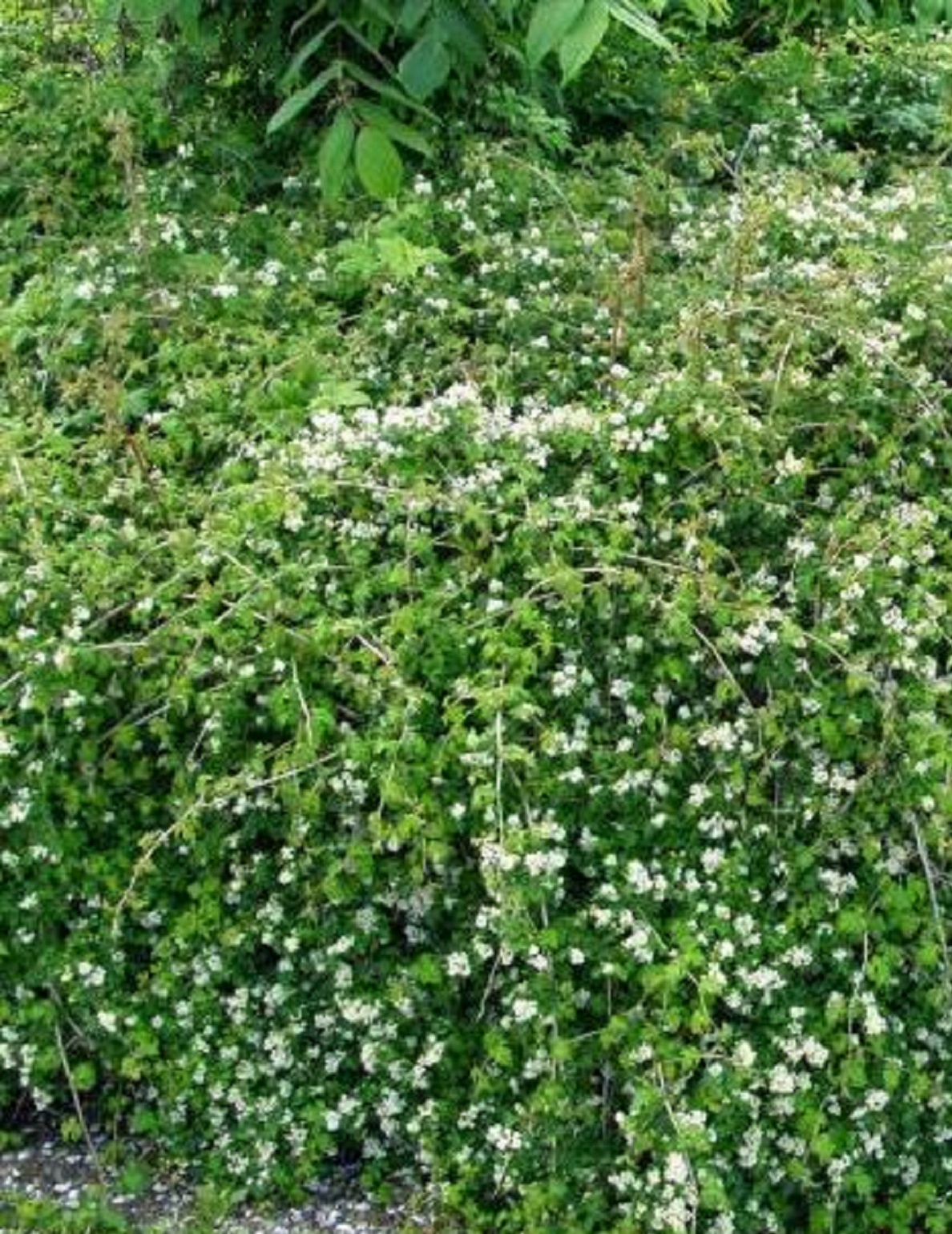 SEPPELVARPU Stephanandra Incisa Crispa Puutarhakeskus Jaakkola SEPPELVARPU Stephanandra Incisa Crispa Puutarhakeskus Jaakkola