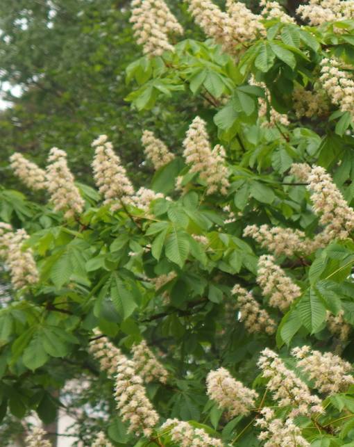 HEVOSKASTANJA - Muut lehtipuut - 2001510000007 - 1