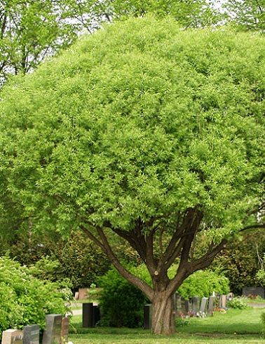 TERIJOEN SALAVA Salix euxinia 'Bullata' Puutarhakeskus Jaakkola