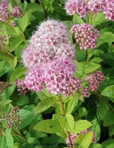 TUMMAKEIJUANGERVO 25 kpl / avojuurinen - Angervot - 2001144700007 - 1