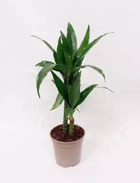 TUOKSUTRAAKKIPUU 'JANET GRAIG' - Traakkipuut - 2002077900007 - 1