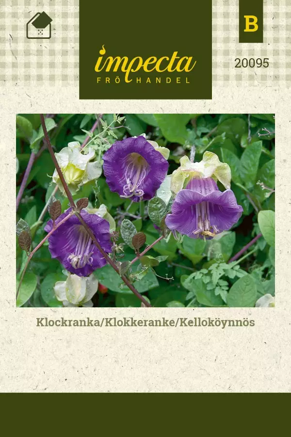 KELLOKÖYNNÖS - Muut kesäkukkien siemenet - 7332756200957 - 1