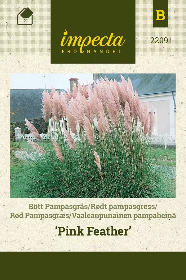 PAMPAHEINÄ PINK FEATHER - Muut kesäkukkien siemenet - 7332756220917 - 1