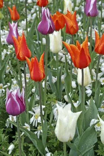 TULPPAANI LILJAKUKKAINEN MIX 6 KPL/PSS - Tulppaanin sipulit - 8711148314127 - 1