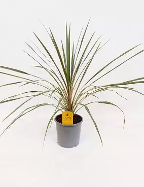 VERILILJAPUU VARIEGATED - Muut viherkasvit - 8718754693707 - 1