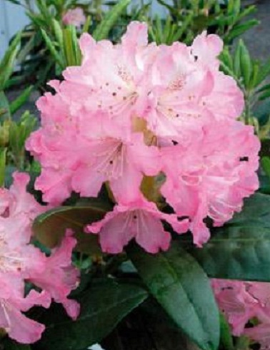 ALPPIRUUSU MARKETTA - Alppiruusut - 2023665700007 - 1