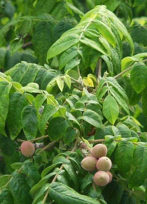 AMERIKANJALOPÄHKINÄ - Muut lehtipuut - 2003622600007 - 1