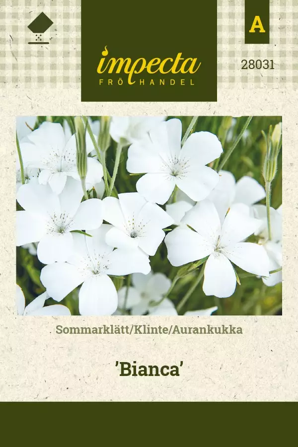 AURANKUKKA BIANCA - Muut kesäkukkien siemenet - 7332756280317 - 1