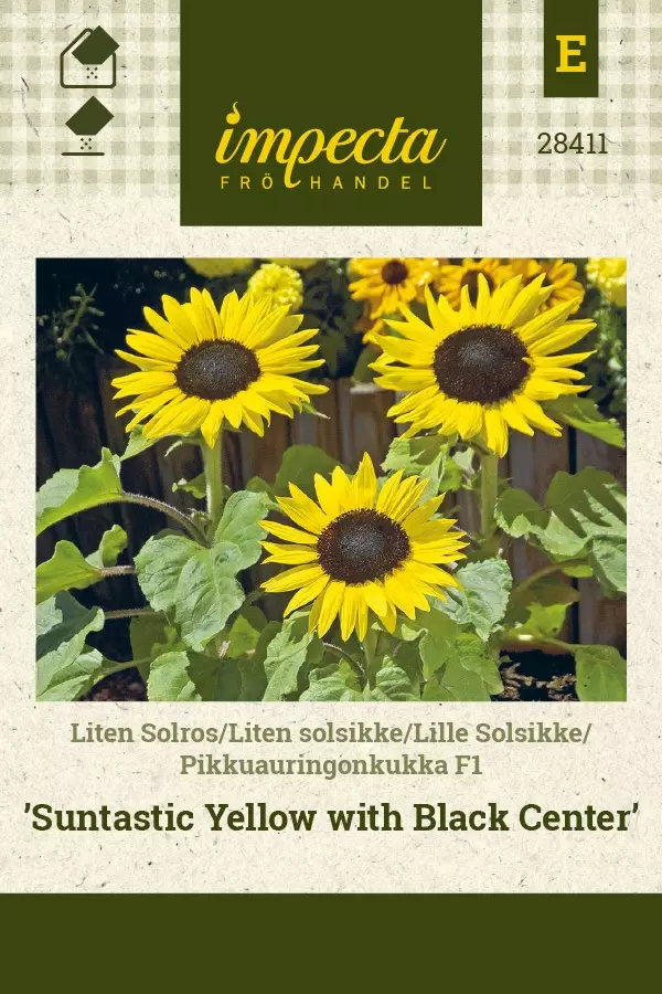 AURINGONKUKKA SUNT. YELLOW WITH BLACK CE - Auringonkukan siemenet - 7332756284117 - 1
