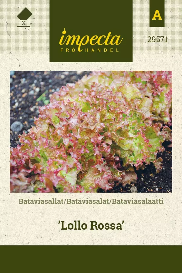 BATAVIASALAATTI LOLLO ROSSA - Salaatin siemenet - 7332756295717 - 1