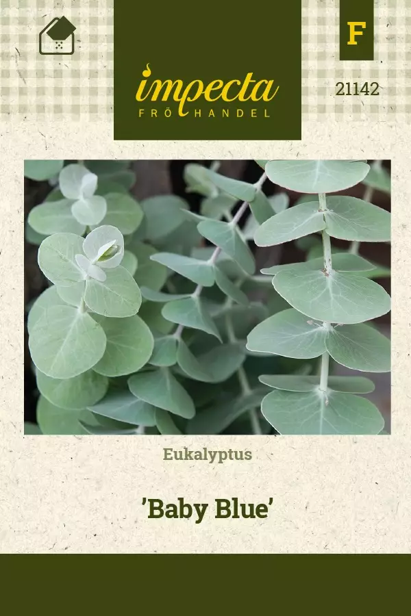 EUKALYPTUS BABY BLUE - Muut kesäkukkien siemenet - 7332756211427 - 1