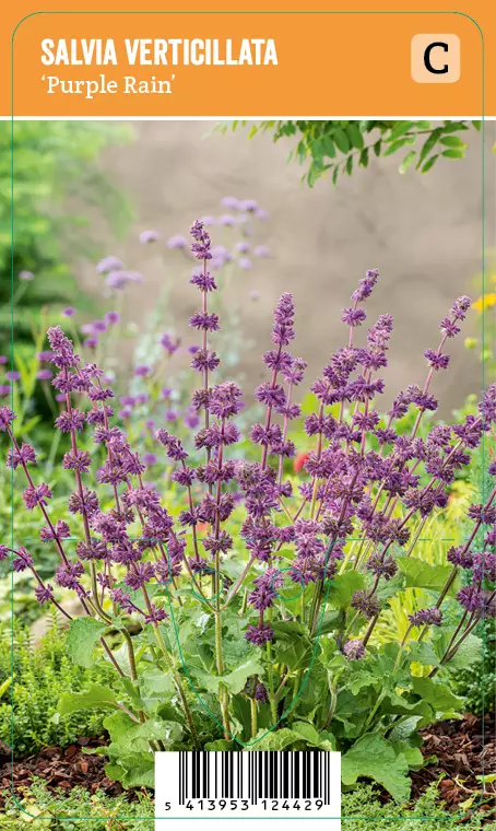 KIEHKURASALVIA PURPLE RAIN - Muut perennat - 2095164800007 - 1