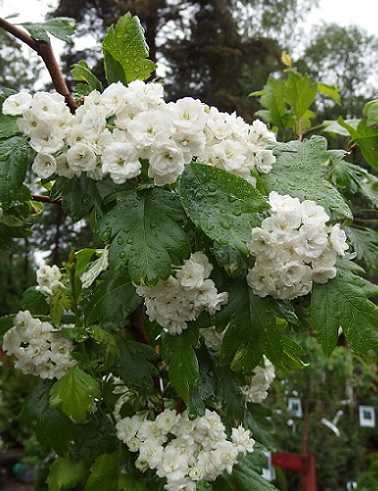 HELMIORAPIHLAJA - Muut lehtipuut - 2013114100007 - 1