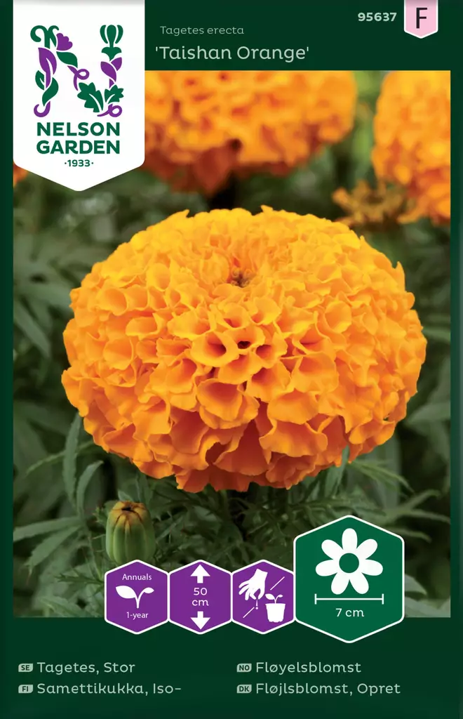 ISOSAMETTIKUKKA TAISHAN ORANGE - Muut kesäkukkien siemenet - 7312600956377 - 2