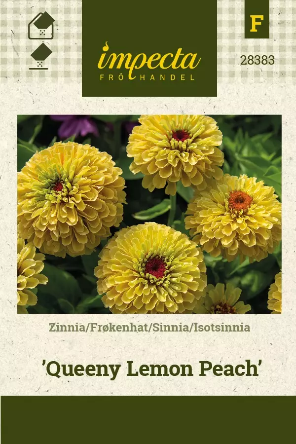 ISOTSINNIA QUEENY LEMON PEACH - Tsinnian siemenet - 7332756283837 - 1