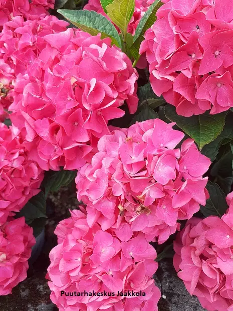 JALOHORTENSIA RASBERRY LEMONADE - Hortensiat - 2078920500007 - 1