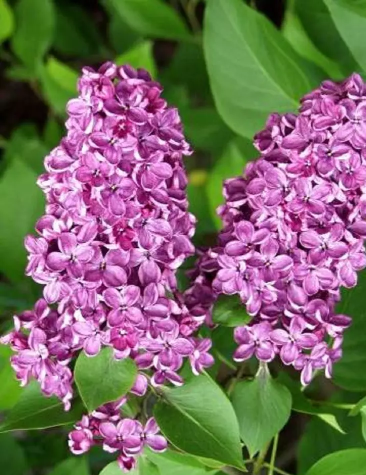 JALOSYREENI ANDENKEN AN LUDWIG SPÄTH - Muut lehtipuut - 2000201600007 - 1