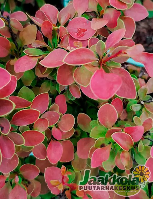 JAPANINHAPPOMARJA ADMIRATION - Happomarjat - 2031836400007 - 1