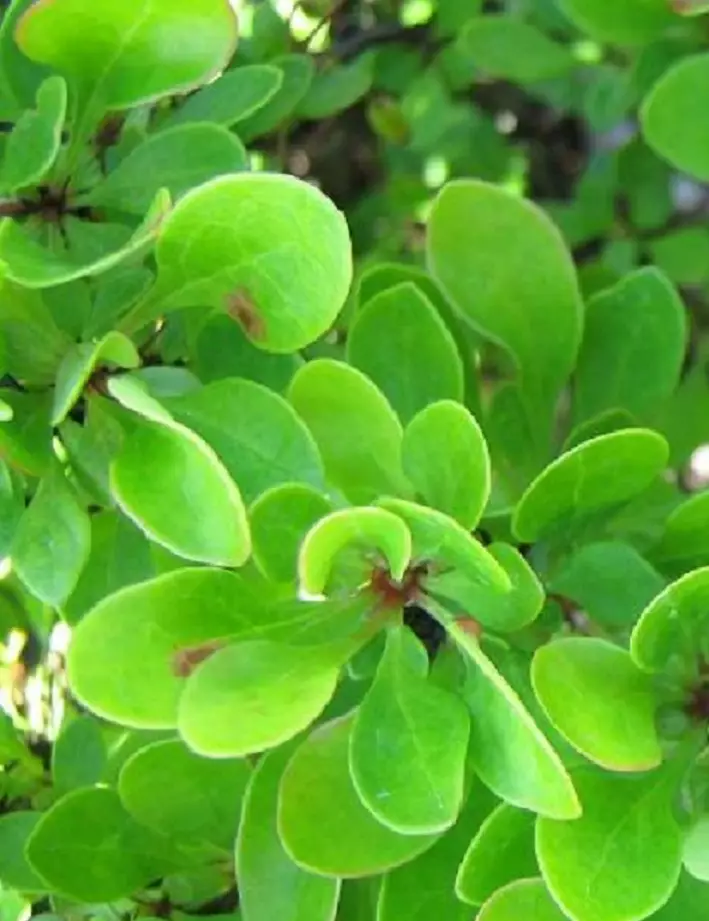 JAPANINHAPPOMARJA KOBOLD - Happomarjat - 2001736200007 - 1