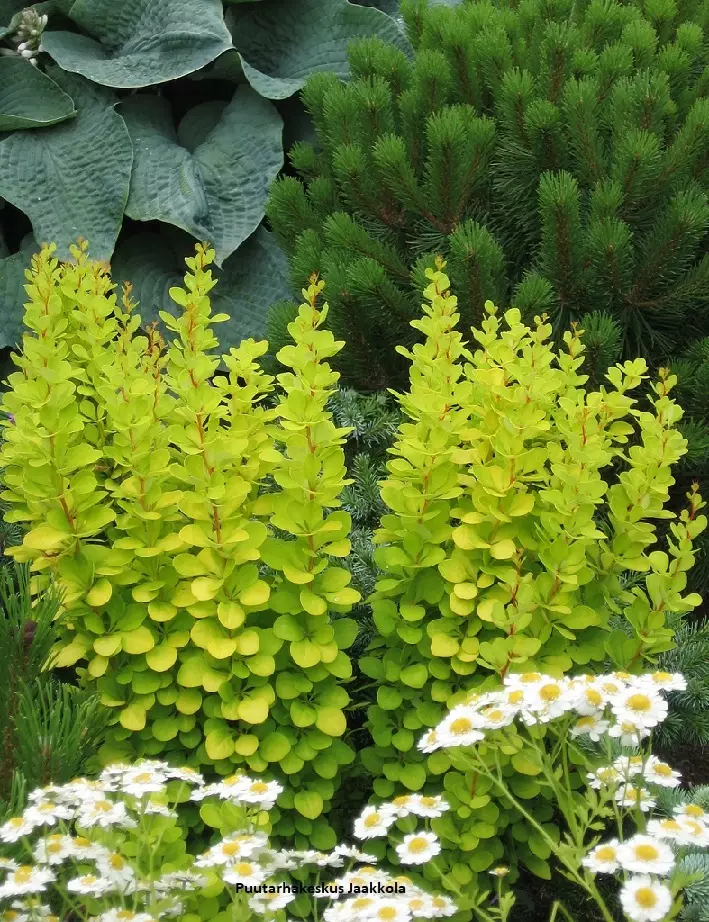 JAPANINHAPPOMARJA MARIA - Happomarjat - 2070298900007 - 1