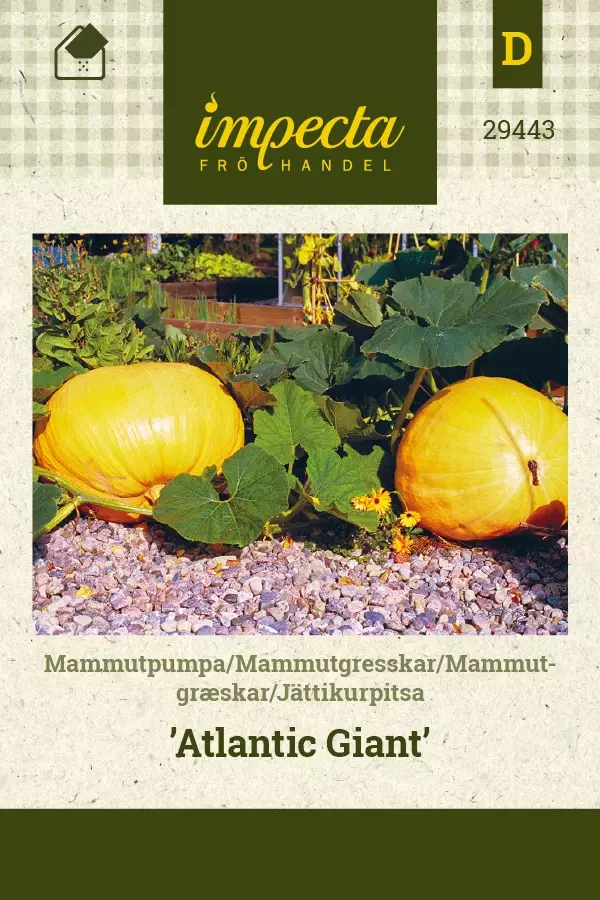 JÄTTIKURPITSA ATLANTIC GIANT - Kurpitsan siemenet - 7332756294437 - 1