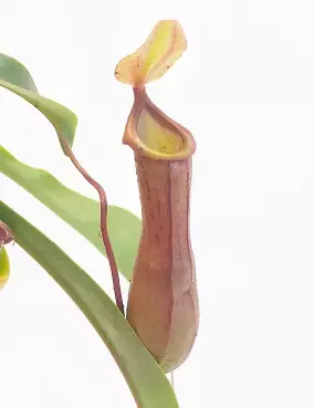 KANNUKASVI 12 CM RUUKKU - Lihansyöjäkasvit - 2045995700007 - 1