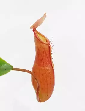 KANNUKASVI 12 CM RUUKKU - Lihansyöjäkasvit - 2045995700007 - 1