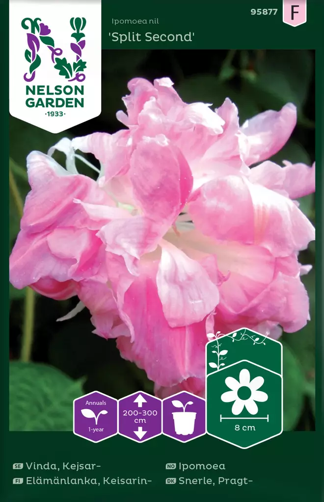 KEISARINELÄMÄNLANKA SPLIT SECOND - Muut kesäkukkien siemenet - 7312600958777 - 2