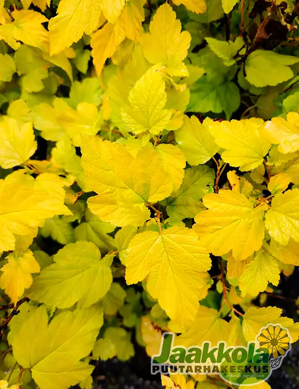 KELTAHEISIANGERVO - Heisiangervot - 2000170300007 - 1