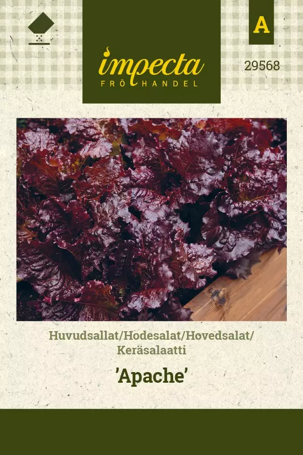 KERÄSALAATTI APACHE - Salaatin siemenet - 7332756295687 - 1