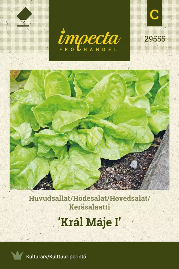 KERÄSALAATTI KRÁL MÁJE I - Salaatin siemenet - 7332756295557 - 1