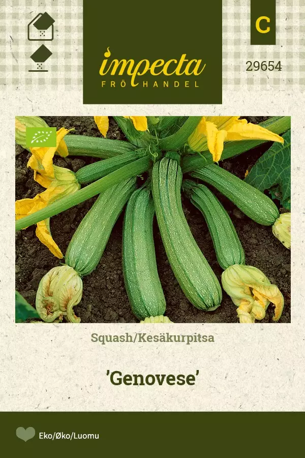 KESÄKURPITSA GENOVESE - Kurpitsan siemenet - 7332756296547 - 1
