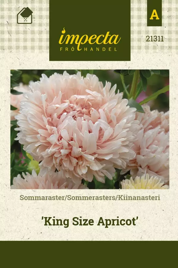 KIINANASTERI KING SIZE APRICOT - Asterin siemenet - 7332756213117 - 1
