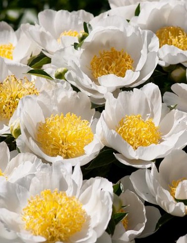 KIINANPIONI JAN VAN LEEUWEN - Pionit - 2090461300007 - 1