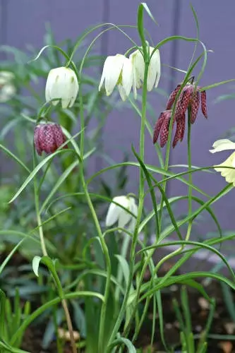 KIRJOPIKARILILJA MIX 15 KPL/PSS - Muut kukkasipulit - 8711148315407 - 1