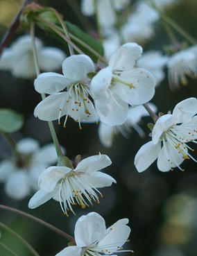 KIRSIKKAPUU FANAL - Kirsikkapuut - 2013718100007 - 1