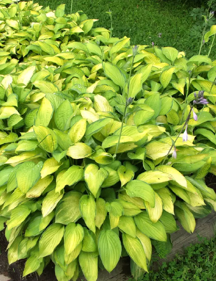 KOMEAKUUNLILJA GOLD STANDARD - Kuunliljat - 2040993600007 - 1