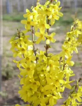 KOMEAONNENPENSAS - Muut pensaat - 2050758200007 - 1